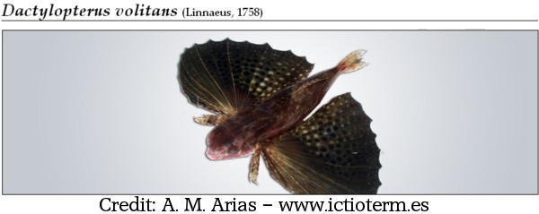 Dactylopterus volitans